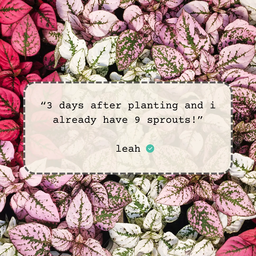 Hypoestes 'Polka Dot Plant' Seeds