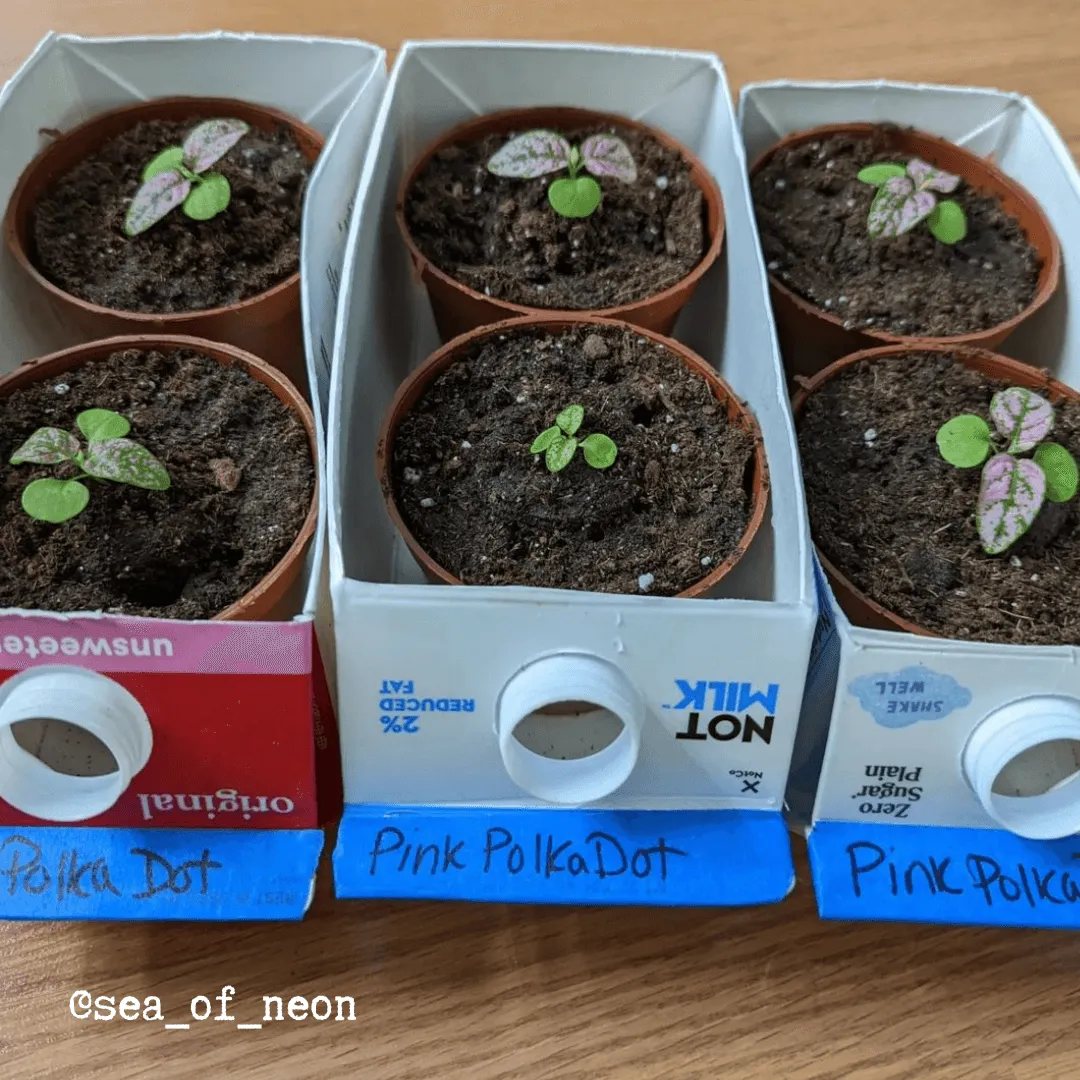 Hypoestes 'Polka Dot Plant' Seeds