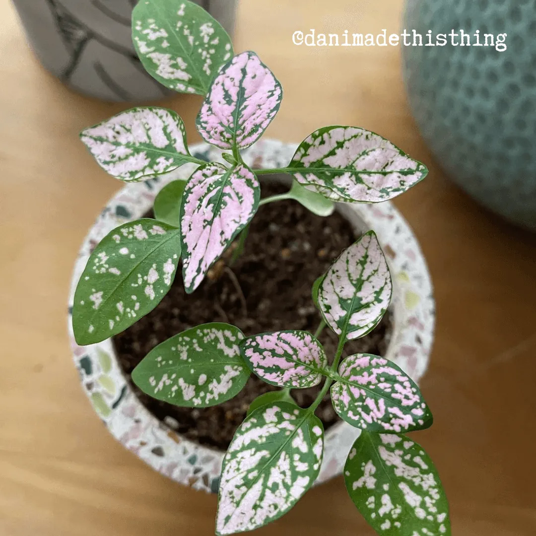 Hypoestes 'Polka Dot Plant' Seeds
