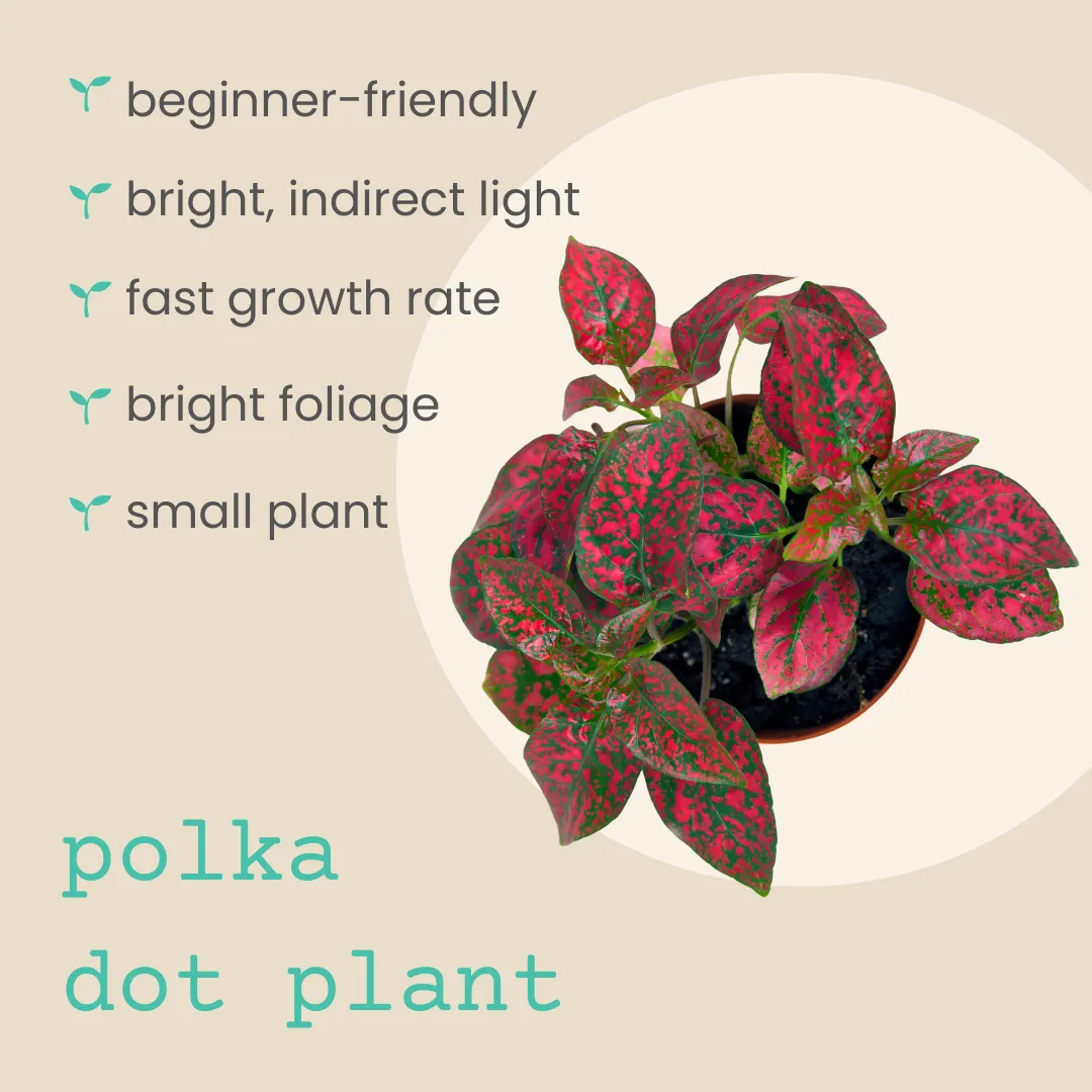 Hypoestes 'Polka Dot Plant' Seeds