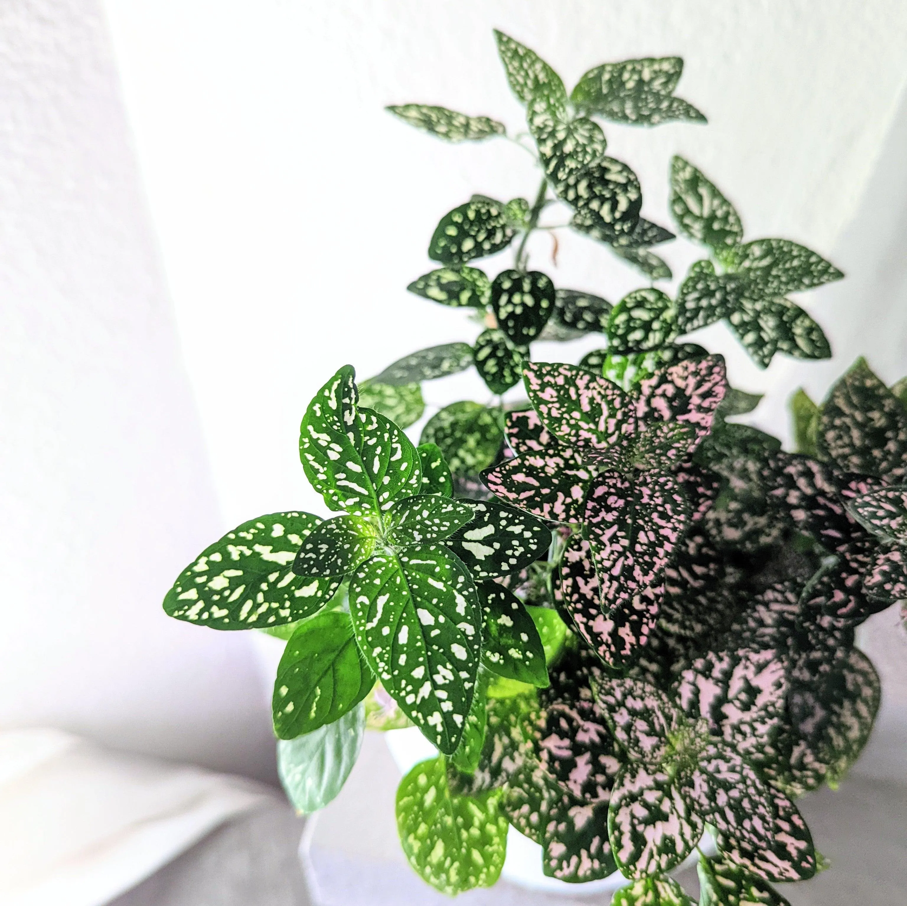 Hypoestes 'Polka Dot Plant' Seeds