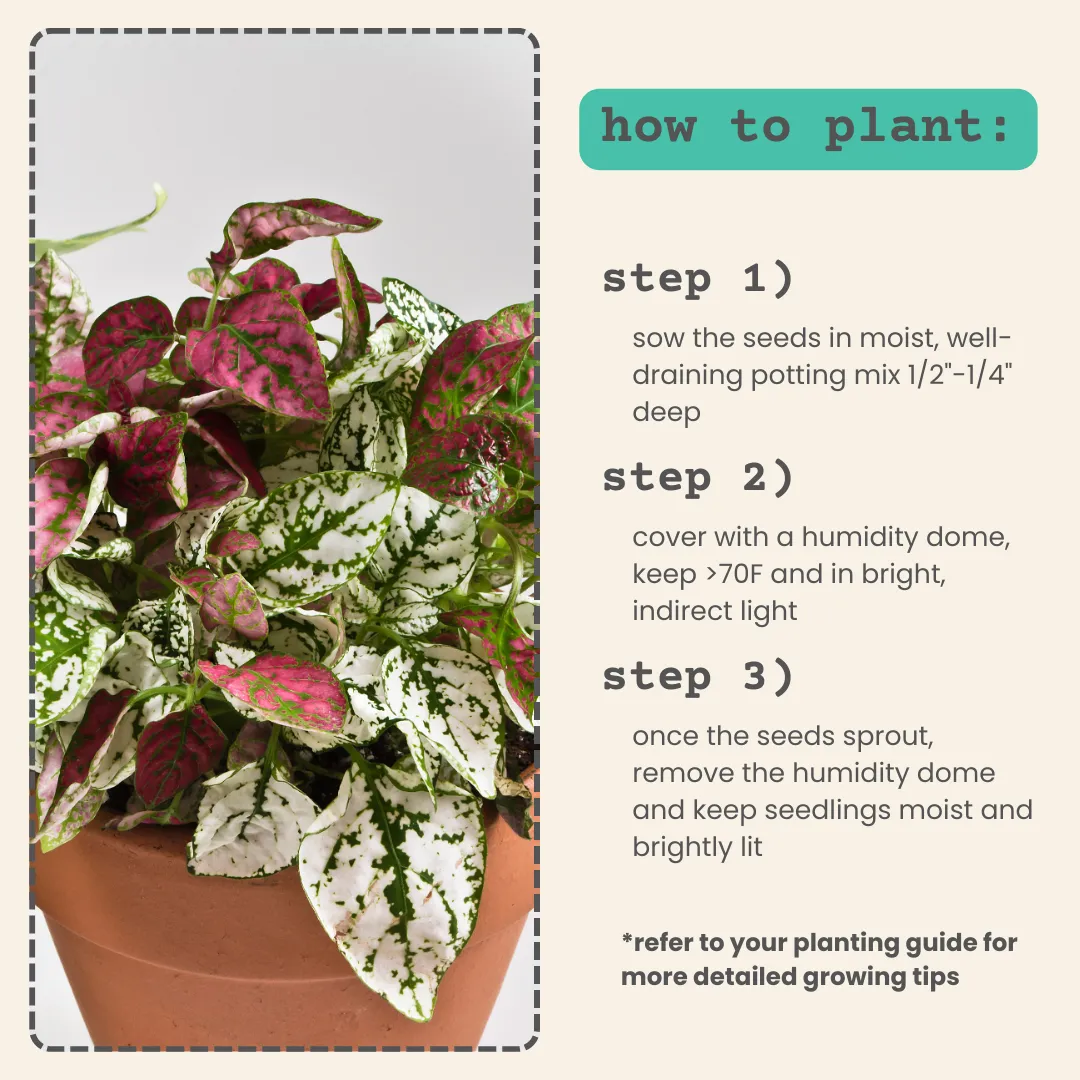 Hypoestes 'Polka Dot Plant' Seeds