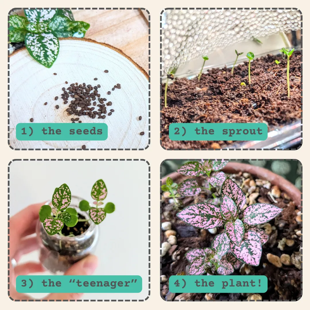 Hypoestes 'Polka Dot Plant' Seeds