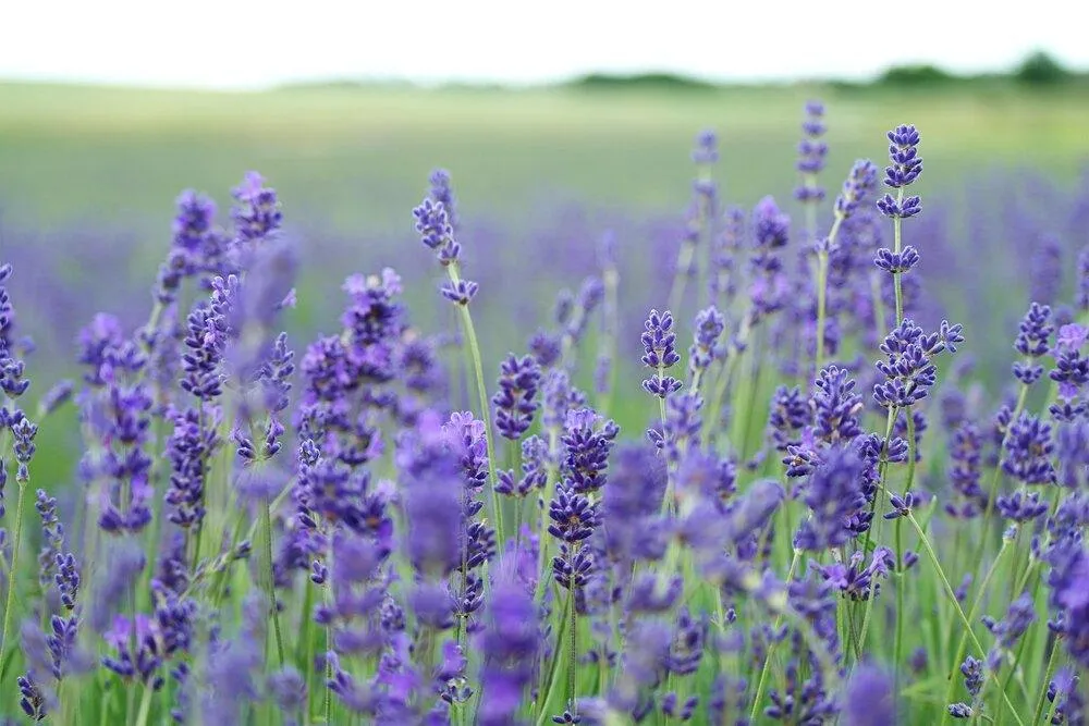 Lavender Seeds