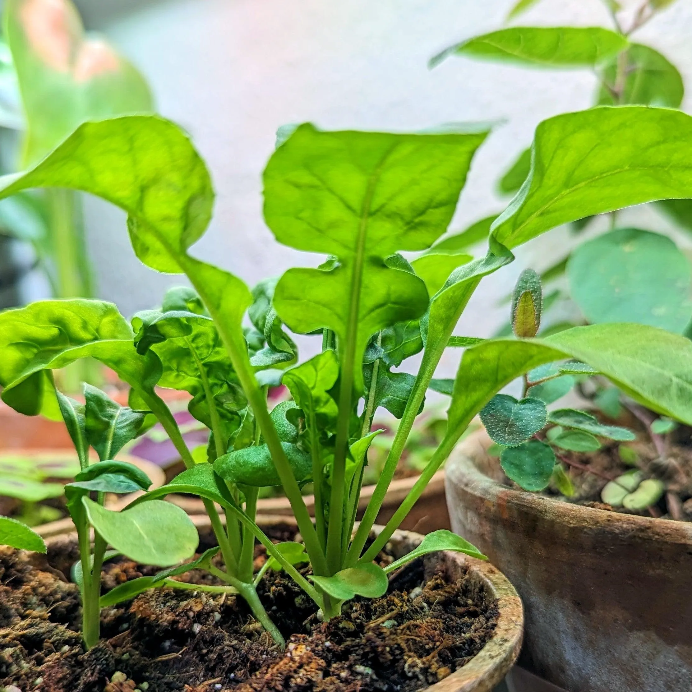 Organic Arugula Seeds