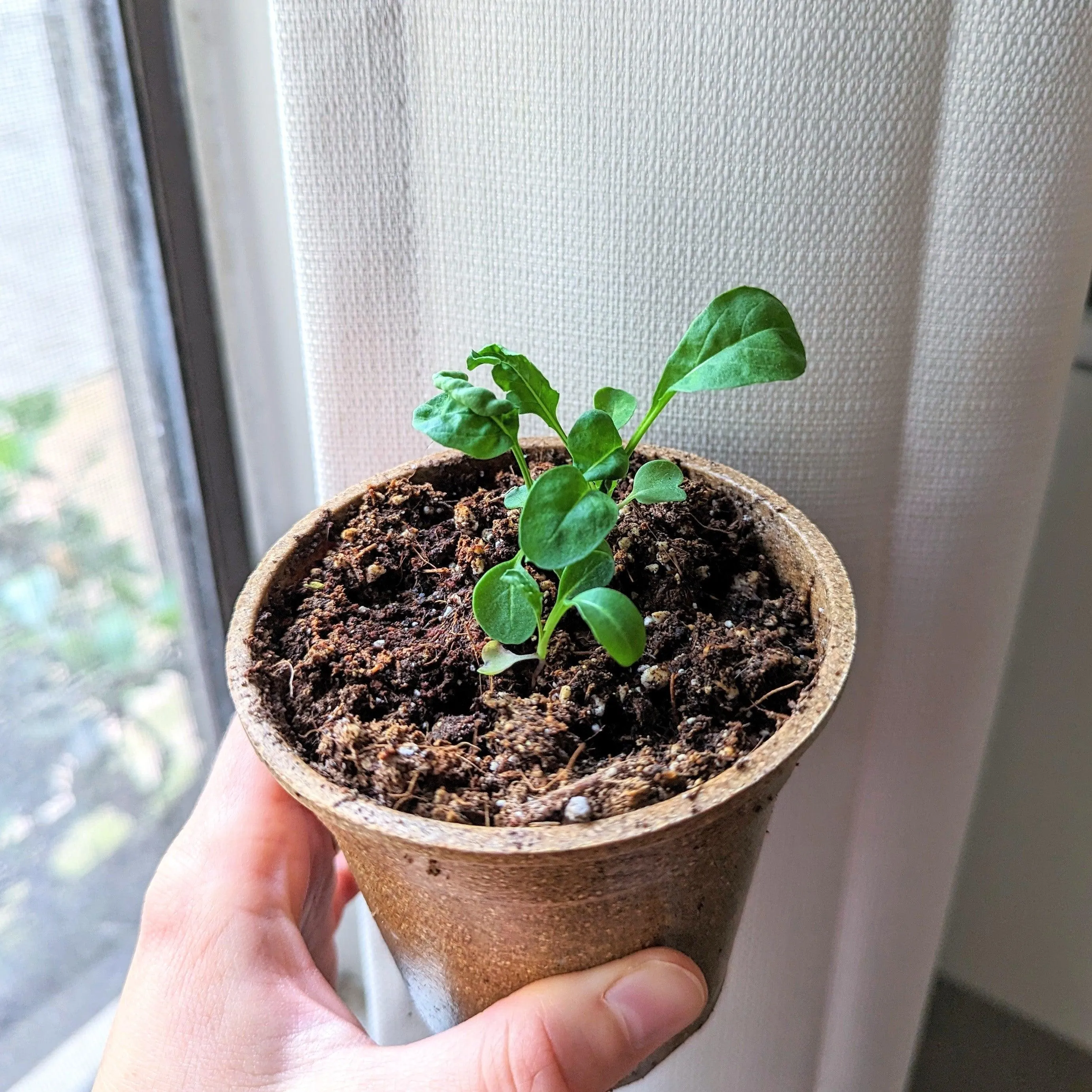 Organic Arugula Seeds
