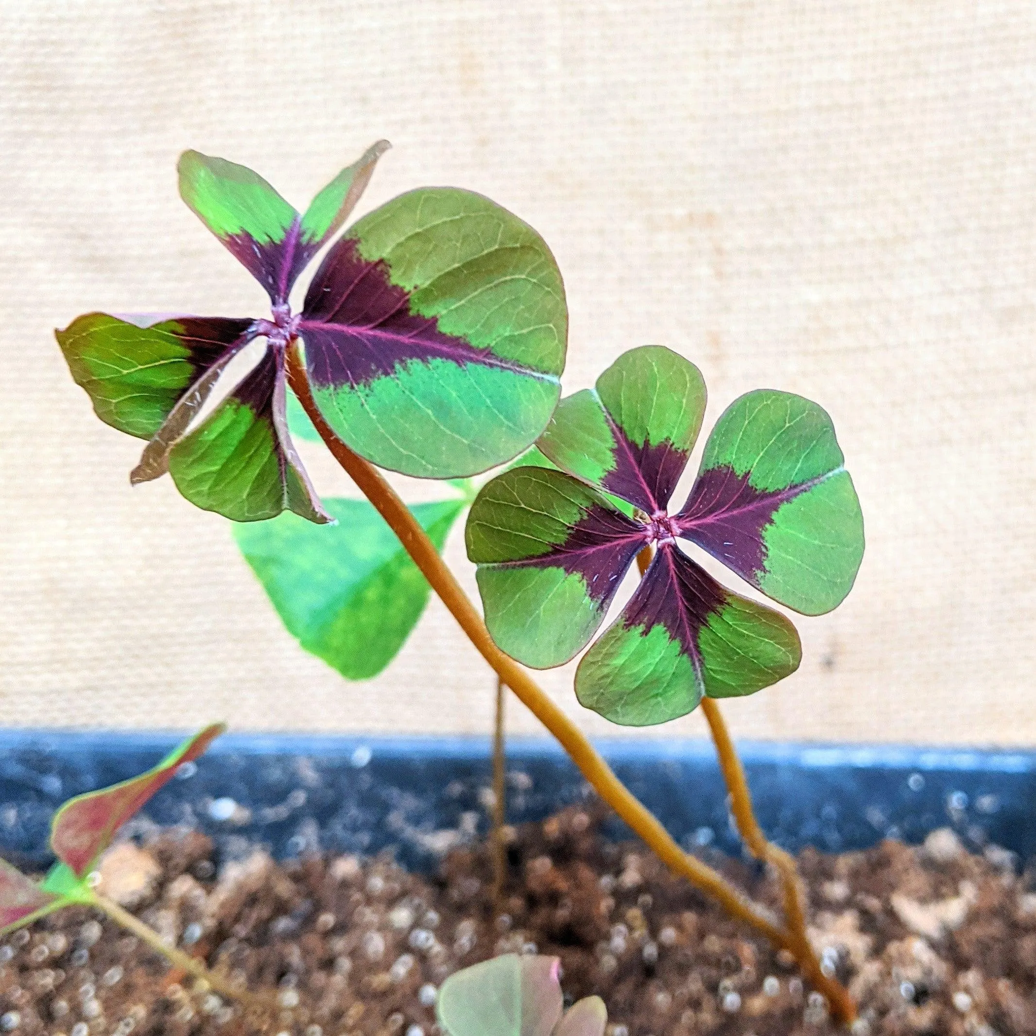Oxalis 'Shamrock Plant' Bulbs