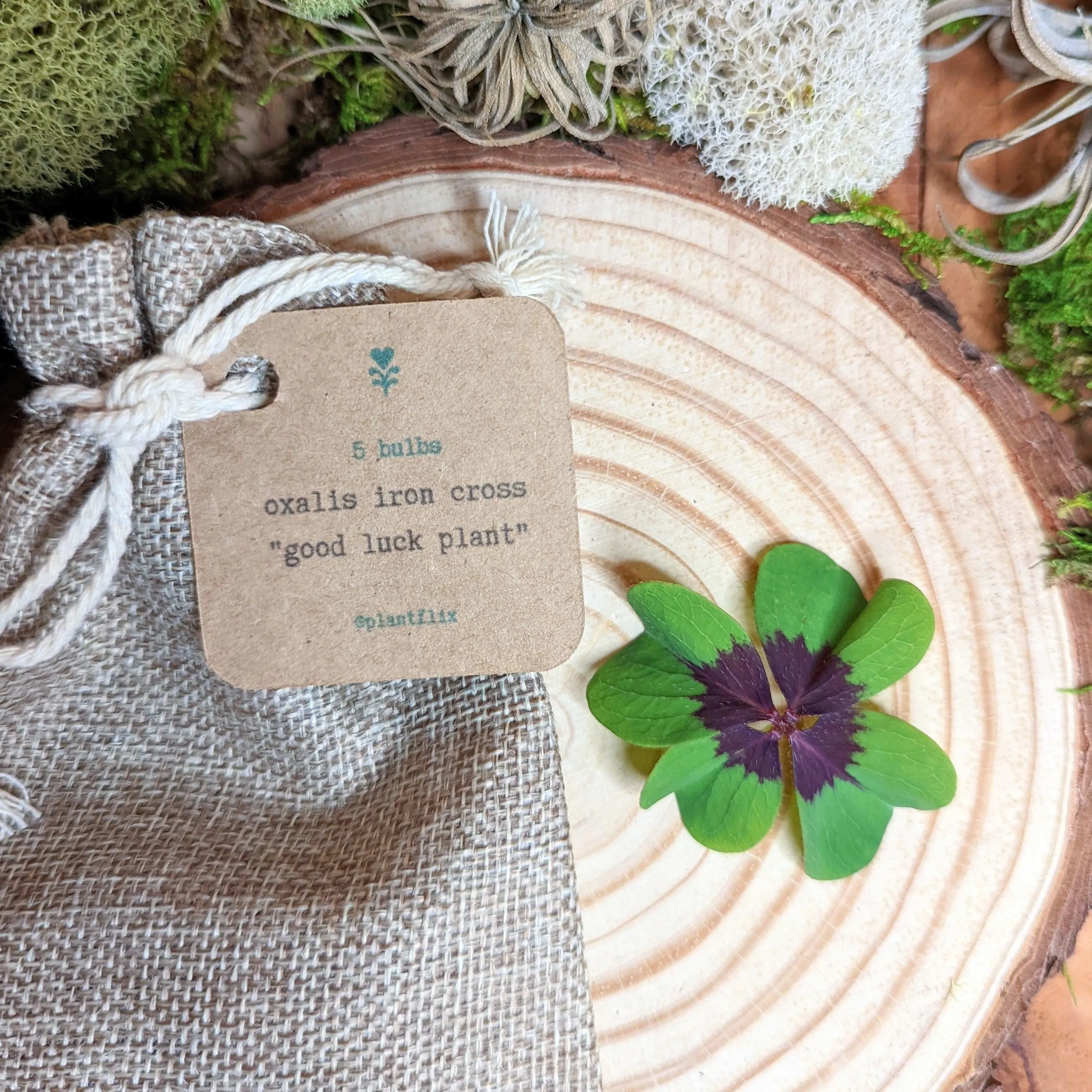 Oxalis 'Shamrock Plant' Bulbs