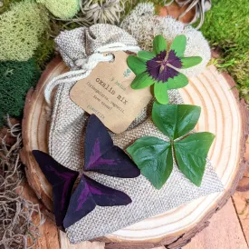 Oxalis 'Shamrock Plant' Bulbs