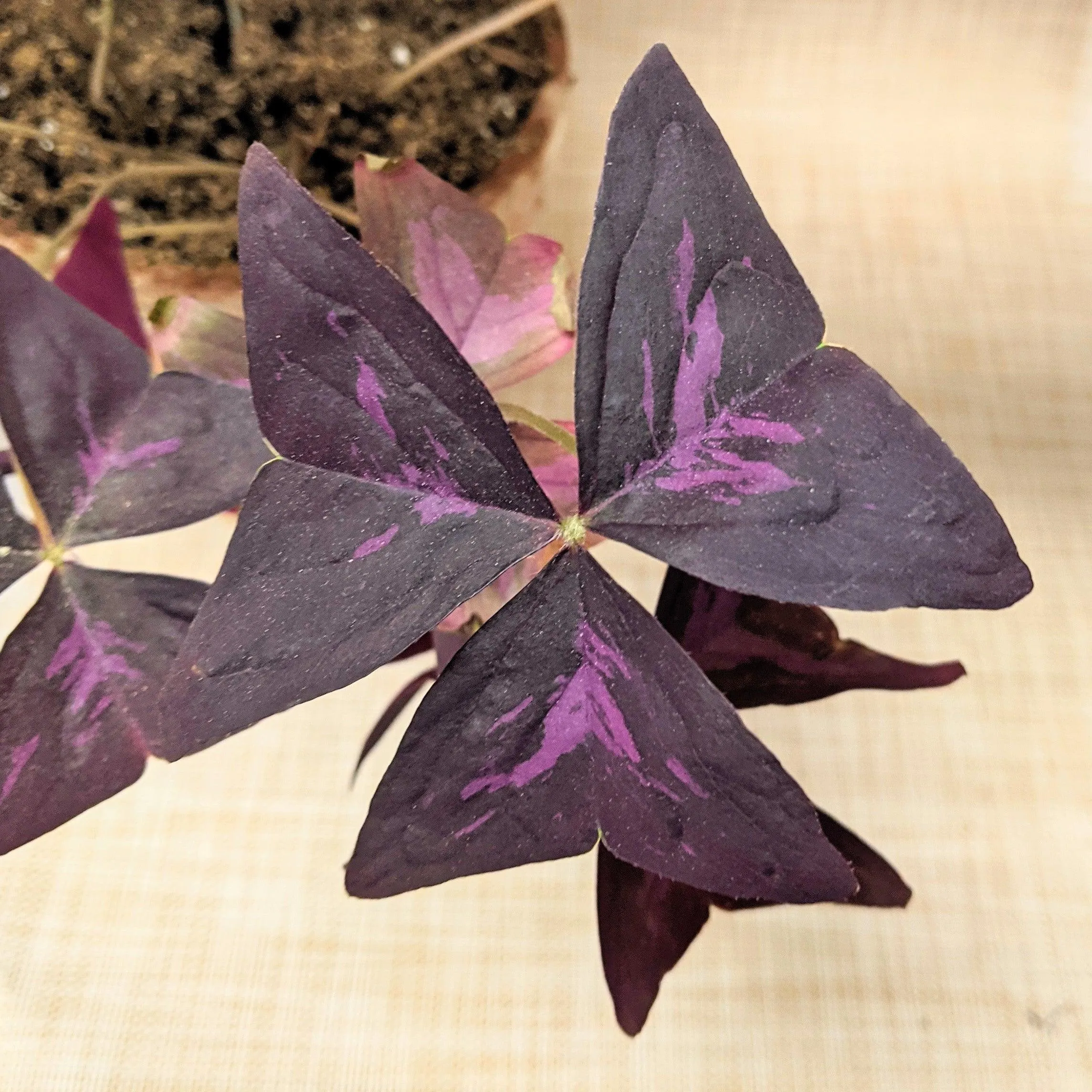 Oxalis 'Shamrock Plant' Bulbs