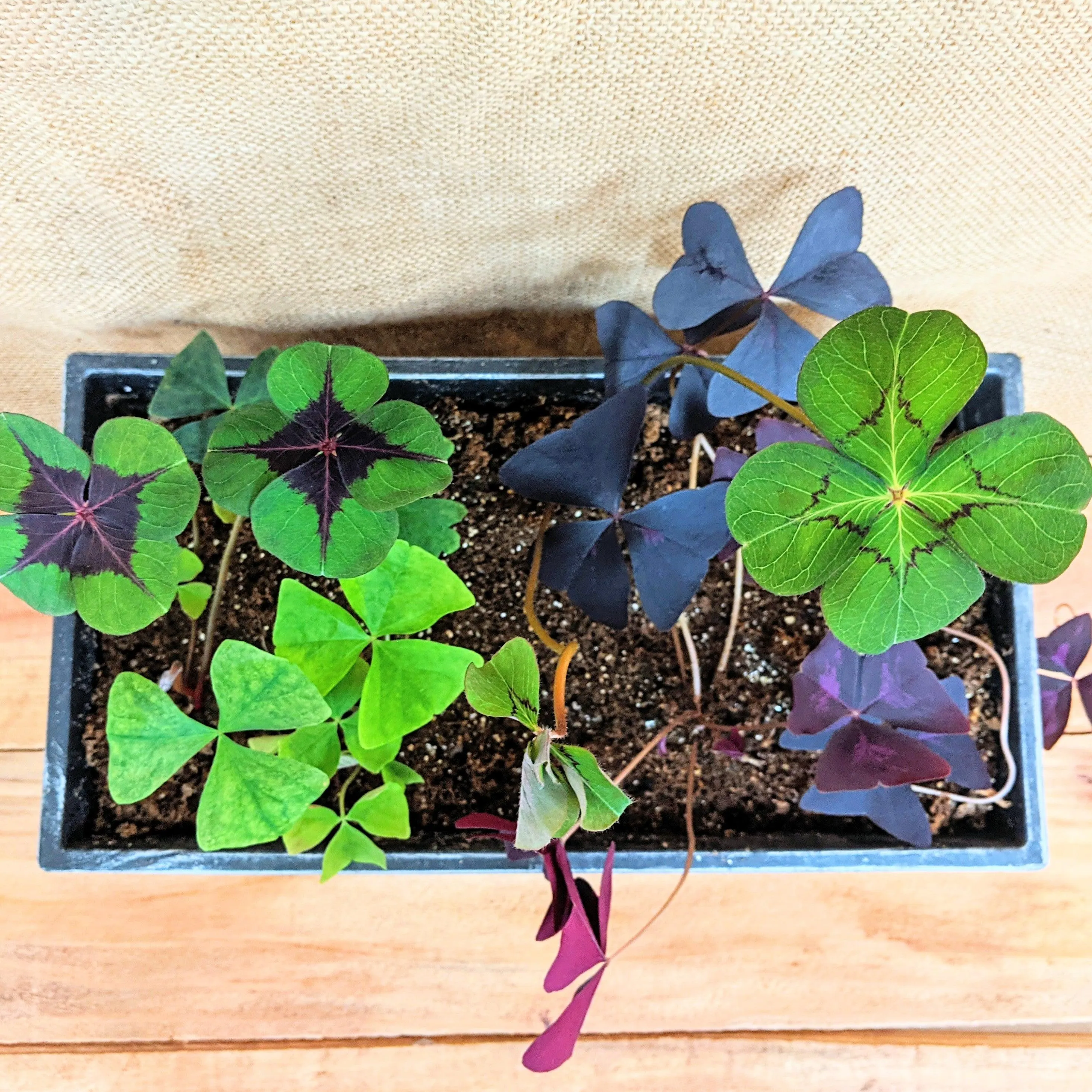 Oxalis 'Shamrock Plant' Bulbs
